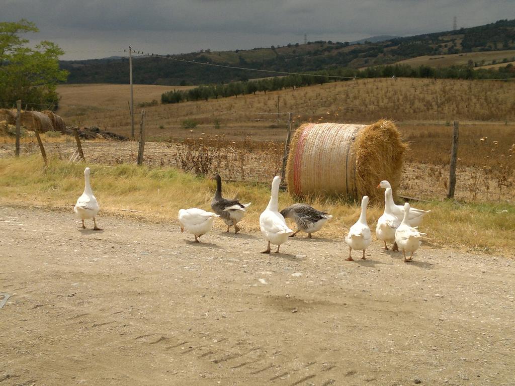 Poggio Mario Villa Saturnia Bagian luar foto